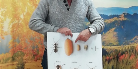 Powiększ grafikę: Mrówki