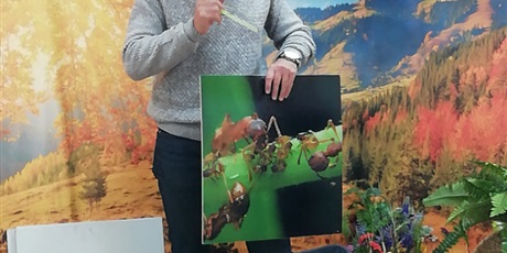 Powiększ grafikę: Mrówki